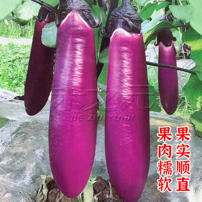 渝紫红早茄一号种子紫红色茄子种籽四季春季农家田园蔬菜茄子种孑
