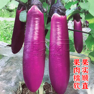 渝紫红早茄一号种子紫红色茄子种籽四季 农家田园蔬菜茄子种孑 春季