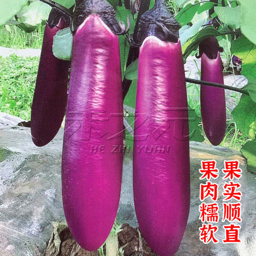 渝紫红早茄一号种子紫红色茄子种籽四季春季农家田园蔬菜茄子种孑 - 封面
