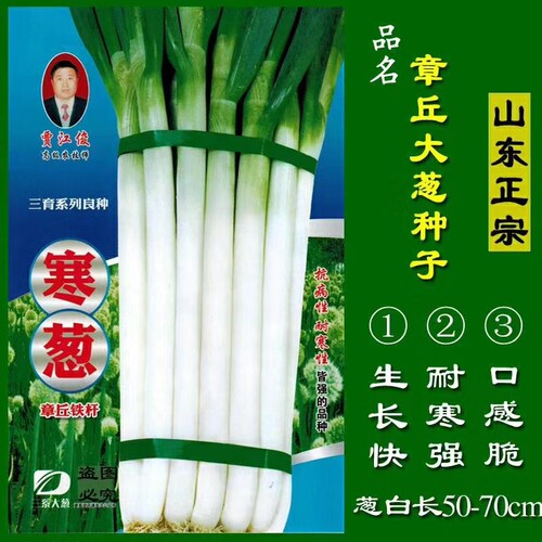 寒葱种子章丘铁杆大葱籽
