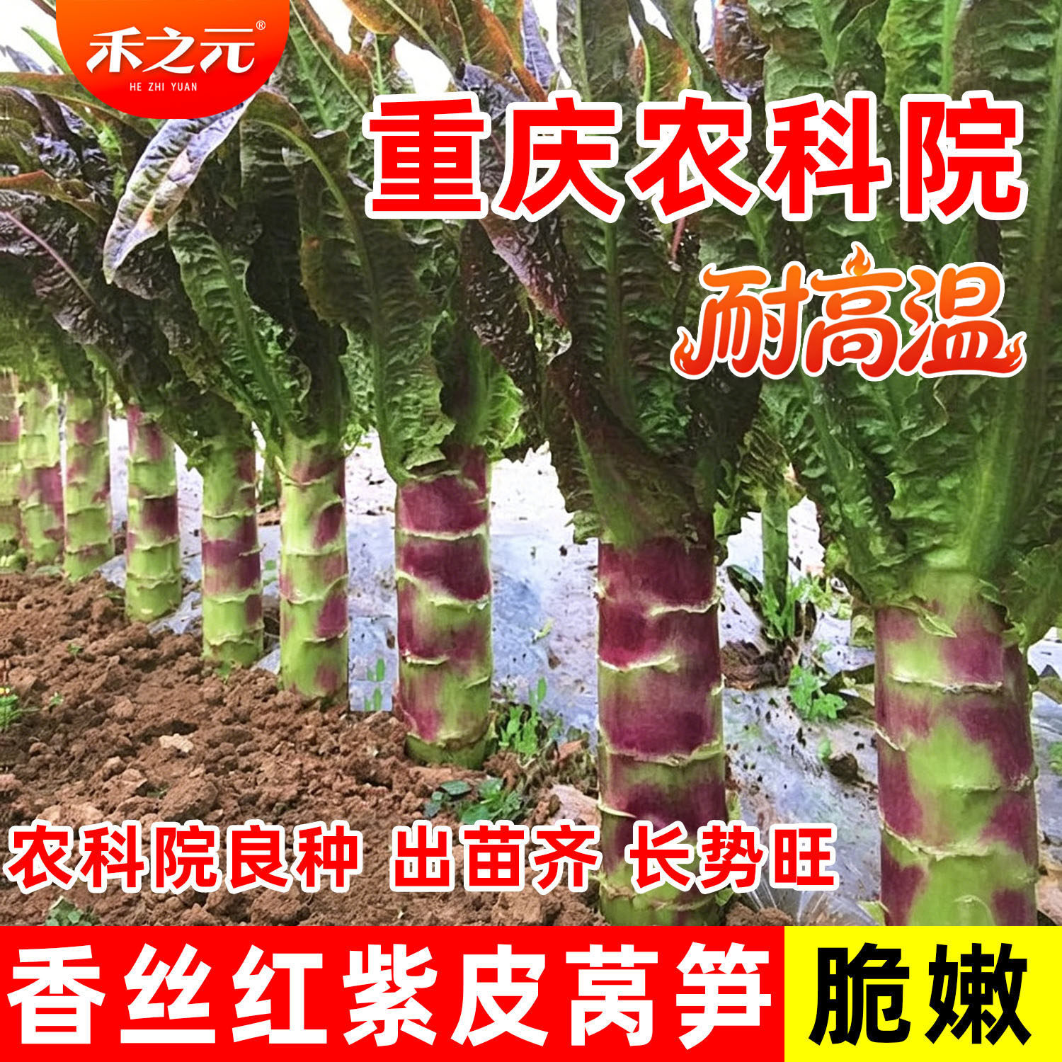红莴苣种子莴笋苗秋冬莴苣菜种籽四季春秋蔬菜种孑莴笋种籽四季