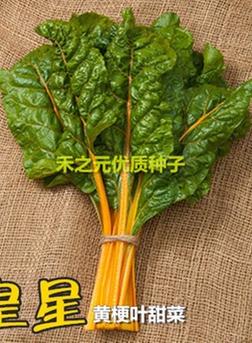 红霞红叶用甜菜种子黄甜菜种子莙荙菜牛皮菜四季春季盆栽阳台种业