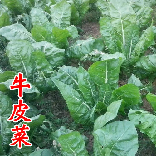 青菜籽野菜春夏四季秋冬季根达菜