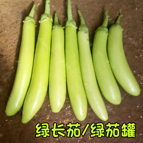 蔬菜长茄早熟高产四季春播种子