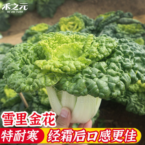 雪里乌塌菜蟋蟀菜籽黄心
