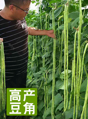 豇豆种子蔬菜种籽长四季豆芸豆春秋季豆角种籽大全孑蔬菜种苗豆种