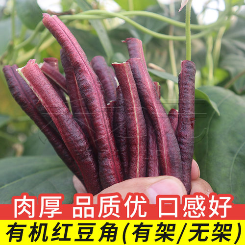 蔬菜春秋四季特长禾之元豇豆种子