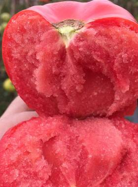 粉丽人春季毛粉番茄种子西红柿种孑苗秧籽盆栽四季蔬菜番茄苗大全