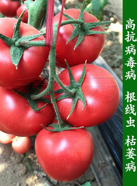 科威特番茄种子耐热高温粉果西红柿种籽四季蔬菜番茄种孑南方露天