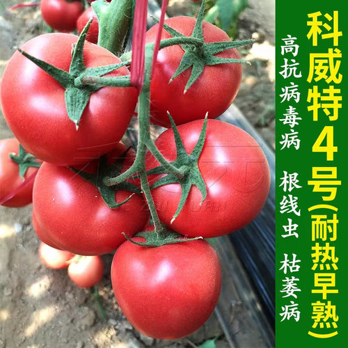 科威特4号番茄种子粉果