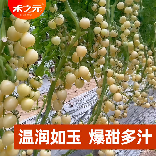 夏季白妃圣女果番茄种子