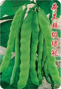 芸豆蔬菜种子绿冠少筋