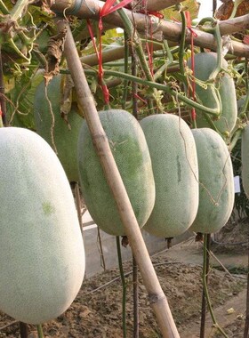 粉皮大冬瓜种子水果小冬瓜种籽白超大四季春夏秋冬水果冬瓜禾之元