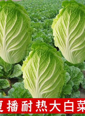 白菜耐热大白菜种子蔬菜大白菜种籽四季种孑菜籽秋季冬季夏季50天