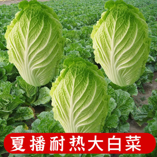 夏季 冬季 50天 种孑菜籽秋季 白菜耐热大白菜种子蔬菜大白菜种籽四季