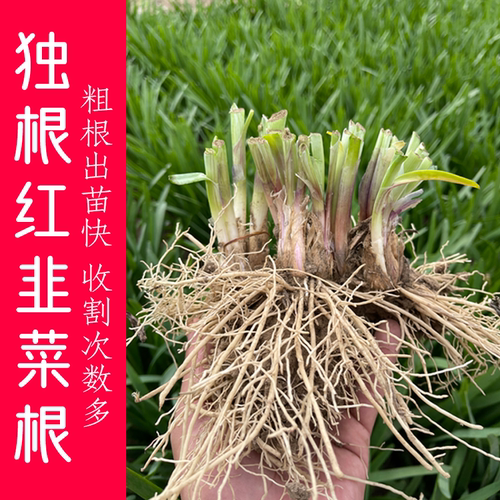 现挖韭菜根苗紫根紫红根新根
