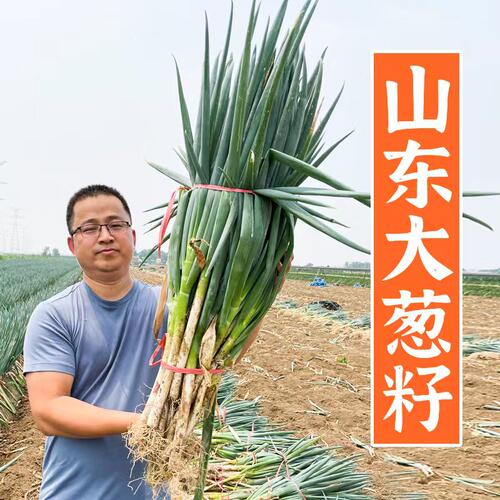 蔬菜山东章丘春季大葱种子