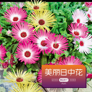 美丽日中花种子花种子四季易种