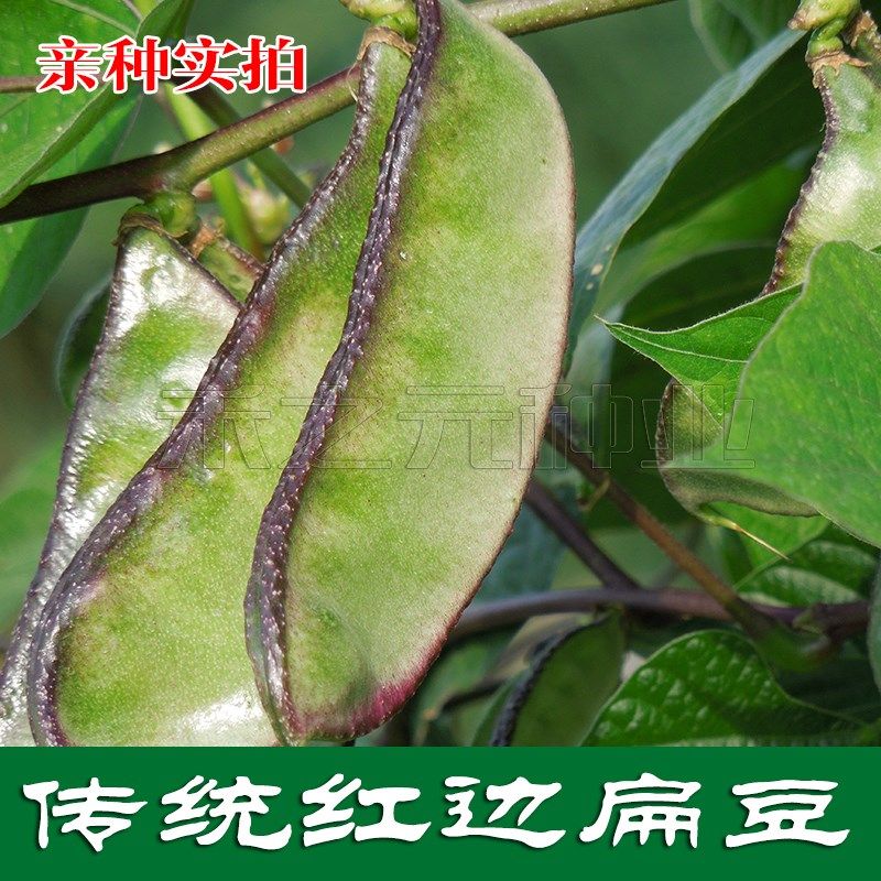 边边红扁豆种子紫花青豆菜豆蔬菜春夏秋种籽菜青豆籽四季蔬菜种孑