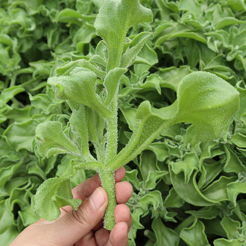 冰菜种子秋盆栽蔬菜种籽种冰草苗四季秋冬季菜种籽大全野菜种孑-封面