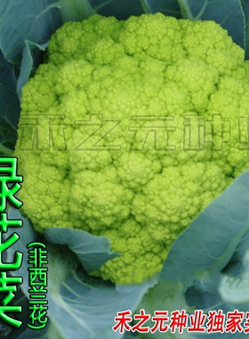 绿色花菜种子绿色花椰菜菜花彩色四季春夏秋冬季籽