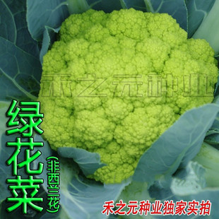 绿色花菜种子绿色花椰菜菜花彩色四季春夏秋冬季籽