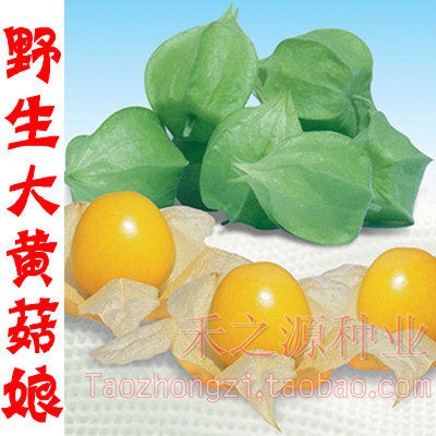 野菜大黄甜菇娘东北四季盆栽种子