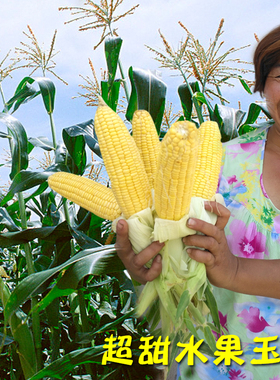 绿色超人水果玉米种子超黑甜糯生吃四季播种籽春季夏种孑果蔬种子