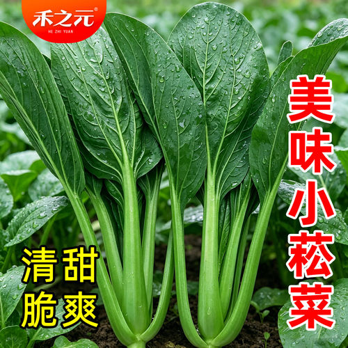 四季小菘菜种子阳台盆栽小青菜