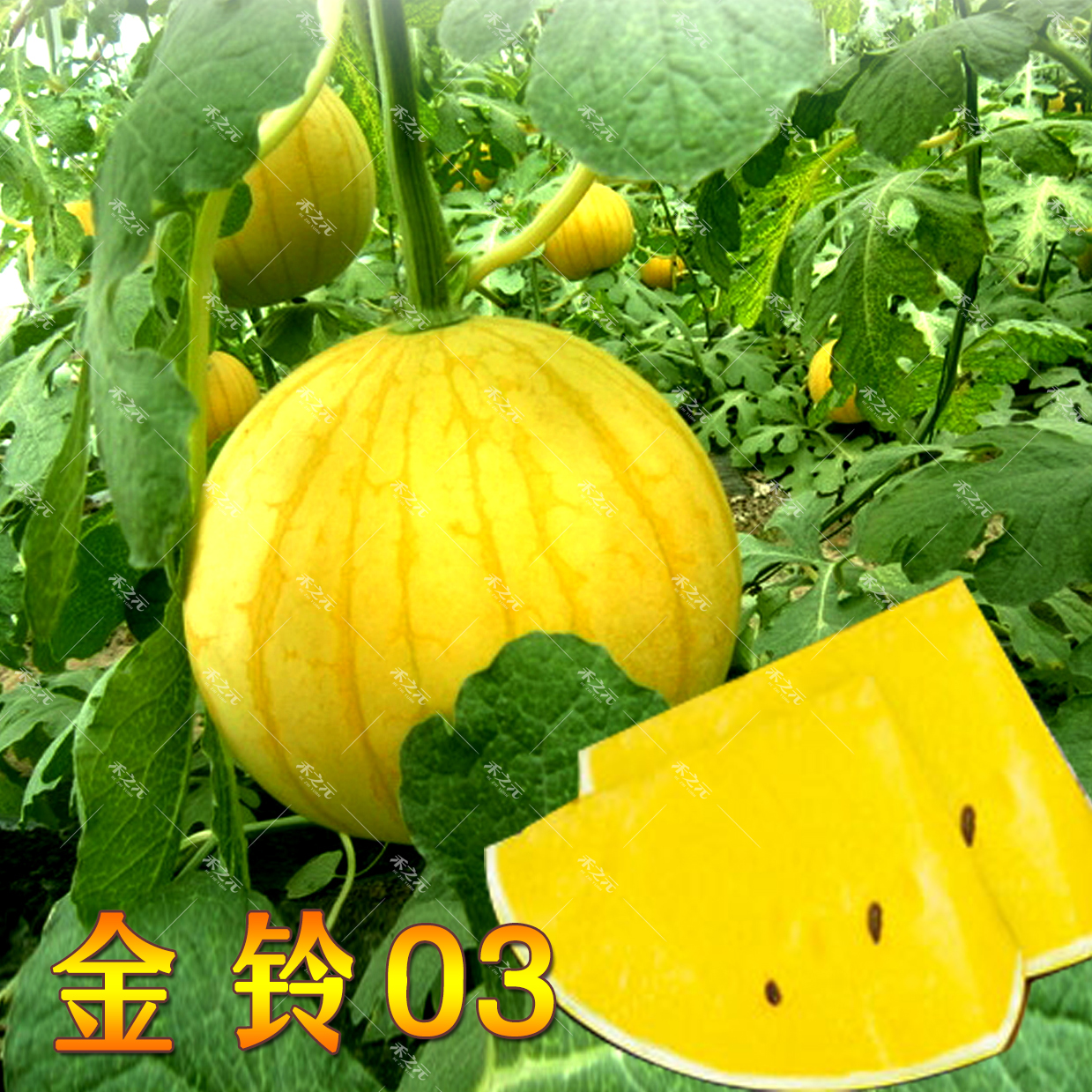 金玲03西瓜种子高产甜春季秋冬季四季黄壤懒汉西瓜种籽迷你盆栽孑 - 实物图