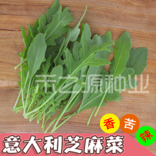 芝麻菜种子意大利小青菜种籽四季 秋 火箭生菜阳台盆栽蔬菜种孑春季