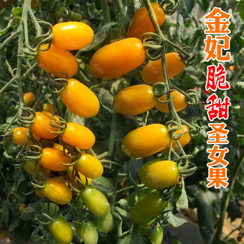 金莎四季盆栽生吃糖度高番茄种子
