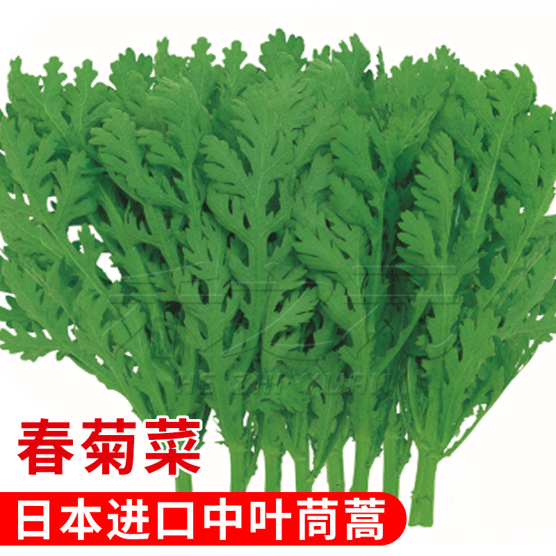日本进口中叶茼蒿种子盆栽皇帝菜