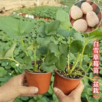 2 горшки с заснеженными саженцами клубники