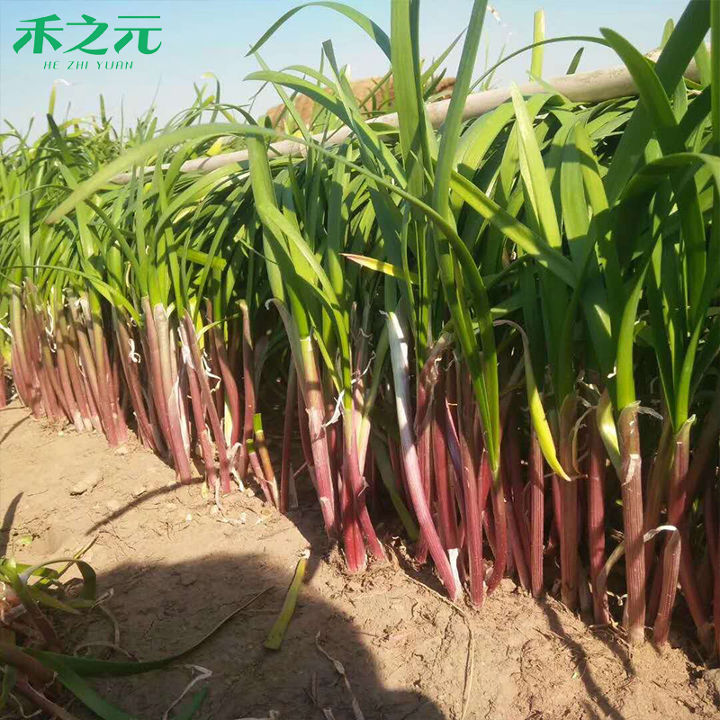 阳台盆栽现挖紫红四季春夏韭菜根