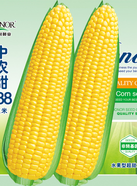 中农甜488超甜水果玉米种子甜糯粘四季春季甜玉米种籽禾之元种孑