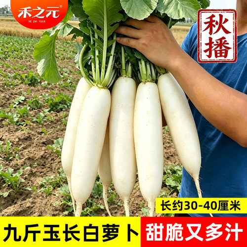白玉萝卜种子水果夏秋季农家