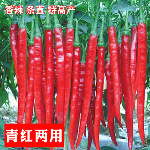 红金条线椒种子高产辣椒种籽种苗青椒二荆条干椒菜南方秋春季四季