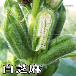 白芝麻种子蔬菜杂粮种子春夏秋四季 好种籽春种孑蔬菜种籽禾之元