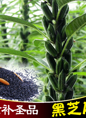 黑芝麻种子籽杂粮种子黑色榨油四季春季蔬菜菜种孑白芝麻夏季耐热