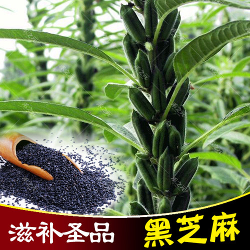 芝麻种子蟋蟀夏季黑色保健蔬菜