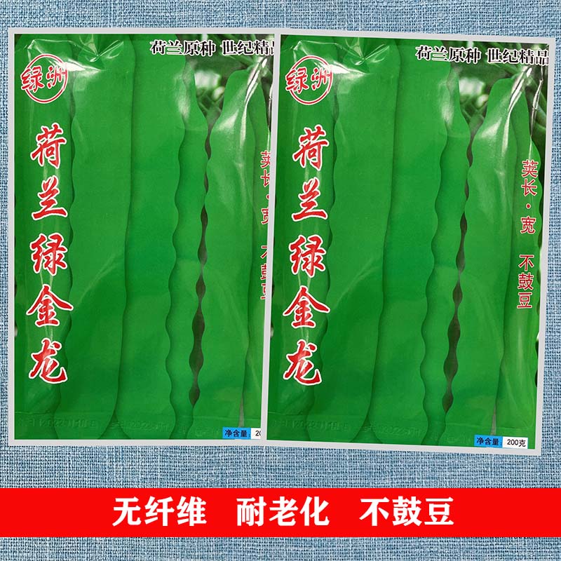 荷兰绿金龙芸豆种子高产