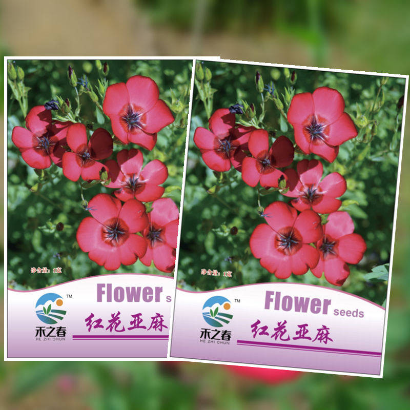 红花亚麻花种子室内外盆栽庭院花坛四季播易活多年生红色花卉种孑