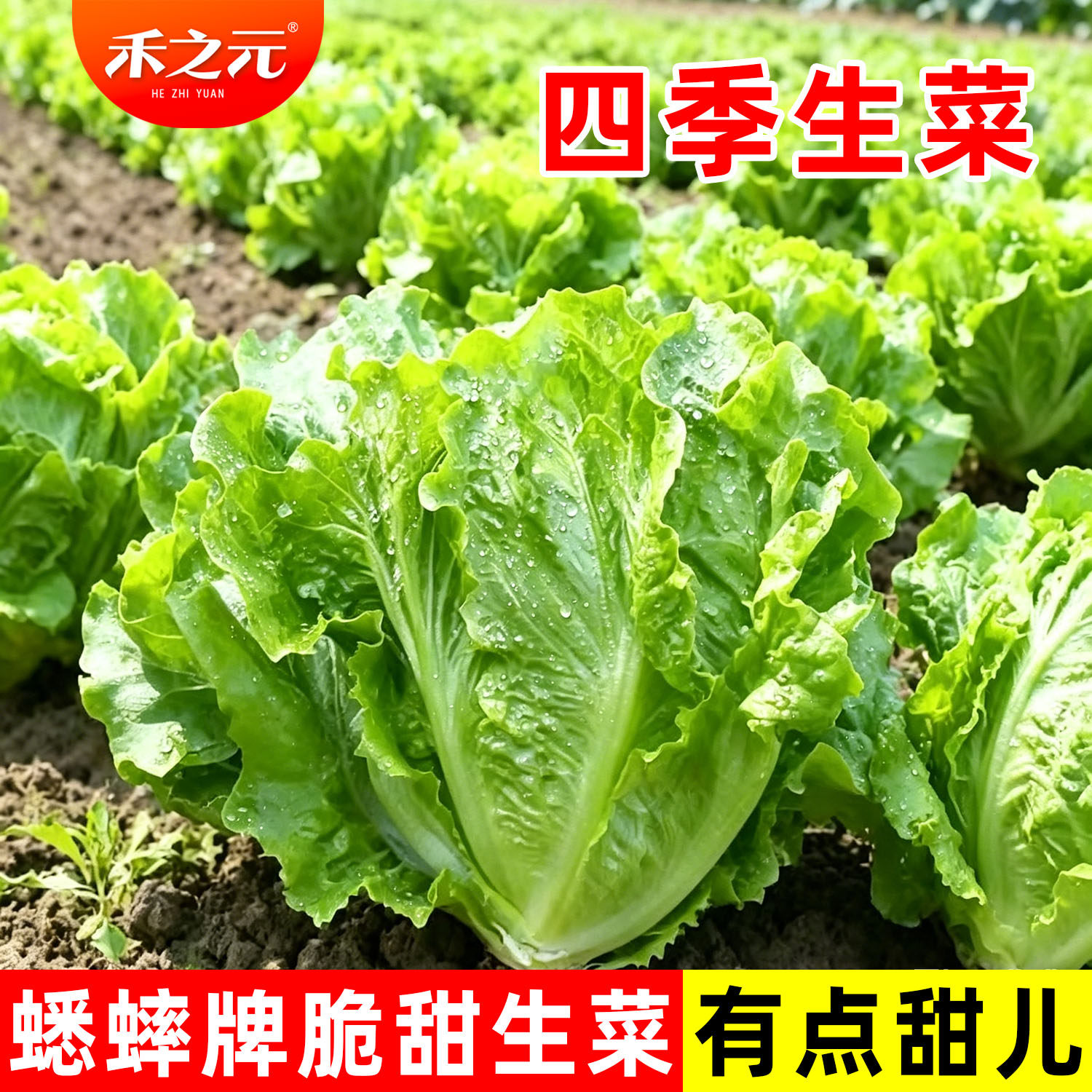 农科院奶油生菜种子罗马孔雀菜结球紫生菜种籽孑蔬菜春夏季菜籽种