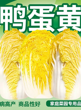 鸭蛋黄黄心娃娃菜小白菜种子娃娃菜种籽四季菜籽大蔬菜种孑鸡蛋秋
