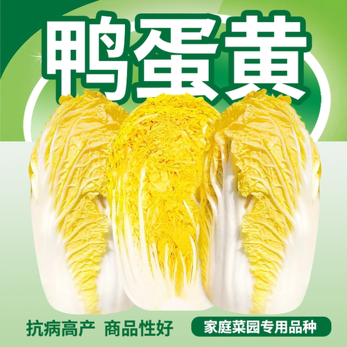 鸭蛋黄黄心娃娃菜白菜种子