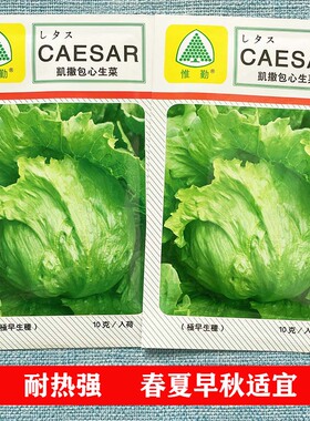凯撒包心生菜种子结球球形生菜种籽圆型蔬菜四季蔬菜种
