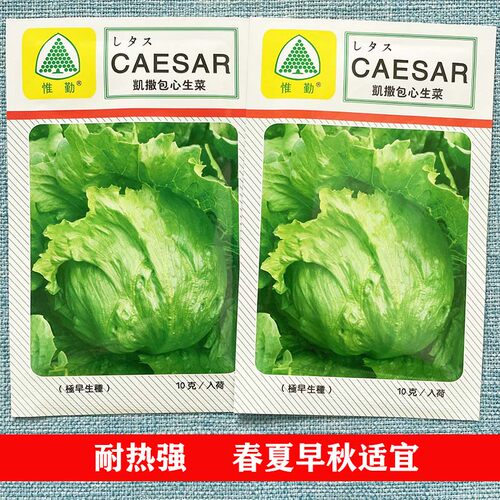 凯撒包心生菜种子结球生菜