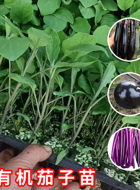 杭茄一号长茄种子苗特大秧苗大全四季茄子白四季蔬菜种籽孑圆茄秧