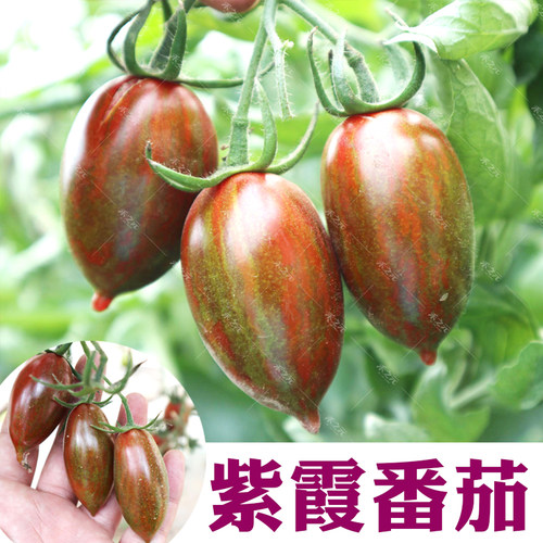 紫霞番茄种子西红柿种籽盆栽春季播冬季樱桃圣女果盆栽蔬菜种孑 - 封面